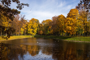 Trees over a pond in the park in autumn