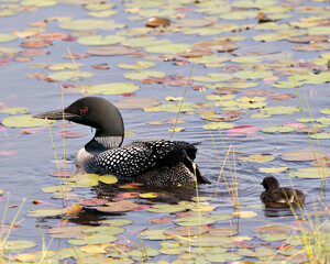 Common Loon Photo. Baby chick loon swimming in pond and celebrating the new life with water lily pads in their environment and habitat surrounding. Loon Picture. Portrait. Image. Photo. ©  Aline