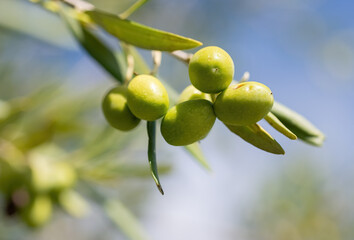 Close-up of green olives on the branch of an olive tree in Belvedere Fogliense in the Marche region...