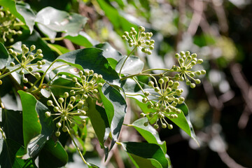 Hedera helix in bloom, growing on a tree trunk, in Marche region, Italy