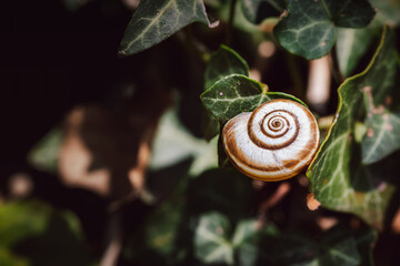 Single snail shell, on ivy, hedera helix, under the warm autumn sun