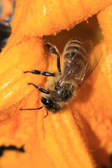honey bee photo in natural pumpkin flower