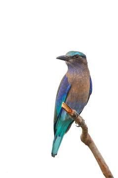 Indian Roller bird isolated on white background