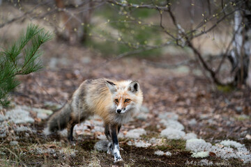 Red Fox Photo Stock. Fox Image. Close-up standing on moss ground in the spring season with blur background with pine tree needles and enjoying its environment and habitat. Picture. Portrait.
