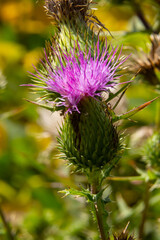 The common thistle is a species of the thistle genus, native to Europe, Asia and North Africa, but also present in North America and other continents as an introduced species