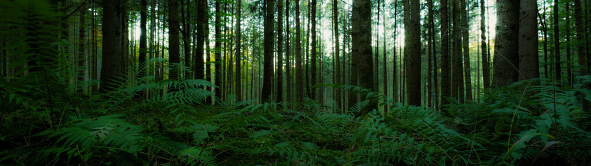 Panoramic wallpaper background of forest woods (Black Forest) landscape panorama wide banner - Mixed forest trees and firs, lush green fern, moss and grass