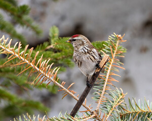 Red poll Photo and Image. Finch close-up profile view in the winter season perched with a blur coniferous background in its environment and habitat surrounding.