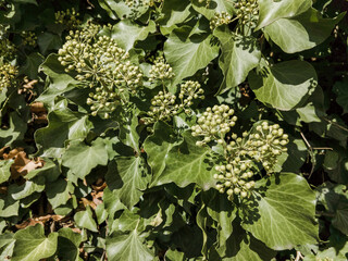 Hedera helix in bloom, growing on a tree trunk, in Marche region, Italy