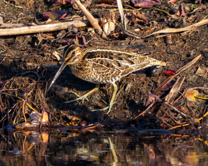 Sandpiper Photo and Image. Foraging for food by the water shore in a marsh with water lily pads and mud with a blur background in its environment and habitat surrounding.