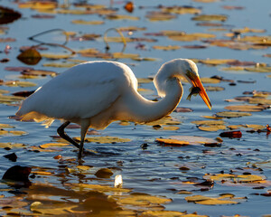 White Egret Photo and Image. Great White Egret close-up profile side view with a fish in its beak in shallow water with foliage background in its environment and wetland habitat surrounding.