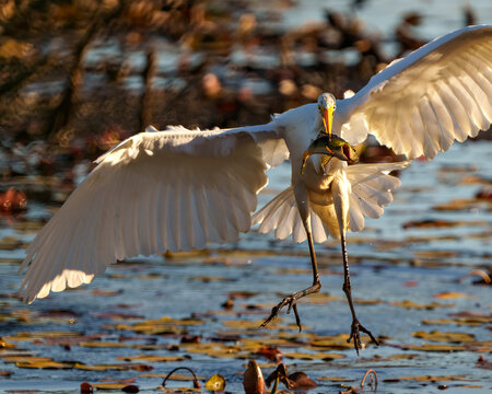 White Egret Photo and Image. Great White Egret flying with a fish in its beak, displaying spread wings and beautiful white feather plumage in its environment and wetland habitat.