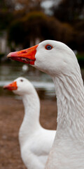 portrait of a goose