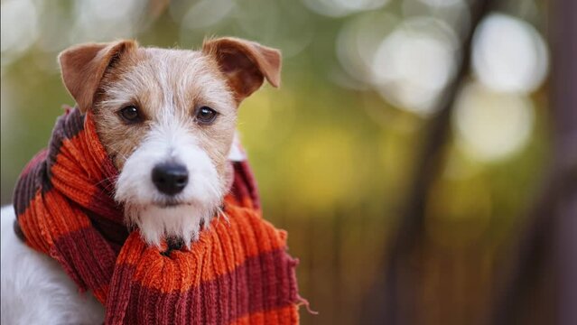 Cute happy dog wearing orange warm scarf. Cold autumn, fall, winter, flu or pet clothing.