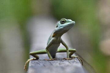 green lizard on a tree