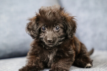 おすわりしてカメラ目線のダップー