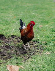 Gallo colorido libre por un parque en un dia caluroso