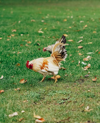 Gallo colorido libre por un parque en un dia caluroso