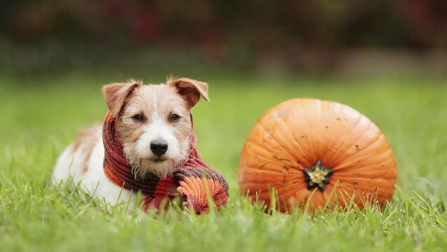 Cute pet dog puppy listening with a pumpkin an wearing orange scarf in autumn. Halloween, fall or happy thanksgiving concept.