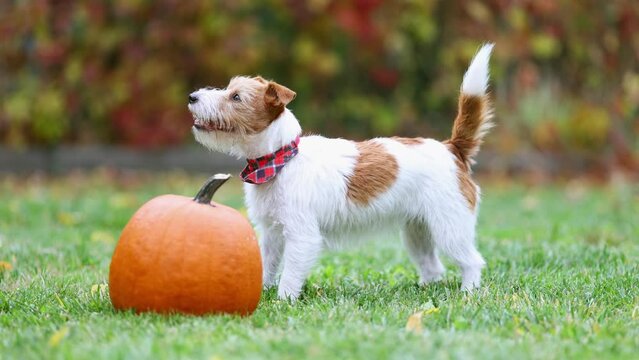 Cute funny playful pet dog puppy running to a pumpkin in autumn. Halloween, fall or happy thanksgiving concept.