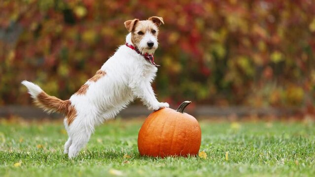 Cute funny playful pet dog puppy standing on a pumpkin in autumn. Halloween, fall or happy thanksgiving concept.
