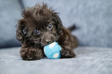 ボール遊びをしながらカメラを見つめる子犬