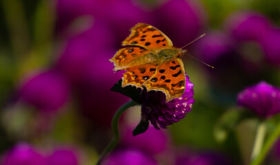 천일홍에게 찾아온 나비