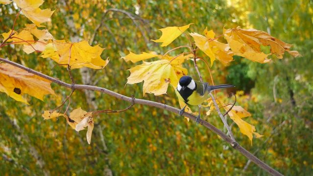A tit jumps on a maple branch in the autumn forest..