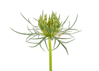 Wild carrot isolated on white background, Daucus carota