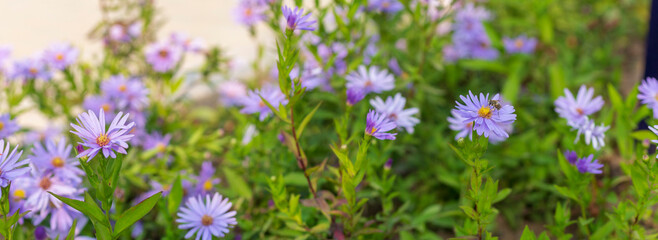 New York aster image. autumn field landscape image.  drone fly and aster flower.	