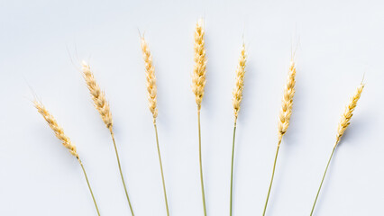 Top down view of strands of wheat against a light background.