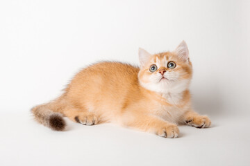 Fototapeta na wymiar cute red cat on a white background