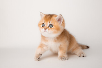 Fototapeta na wymiar very cute little red kitten of the British breed is isolated on a white background, a golden chinchilla