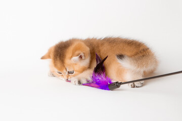 cute little fluffy kitten playing with a toy on a white background, british breed

