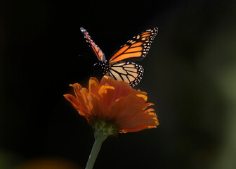 Fototapeta na wymiar Monarch butterfly on orange flower