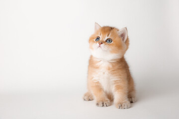 very cute little red kitten of the British breed is isolated on a white background, a golden chinchilla