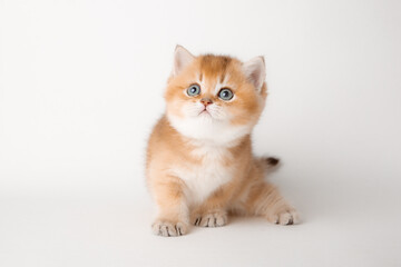 Fototapeta na wymiar very cute little red kitten of the British breed is isolated on a white background, a golden chinchilla