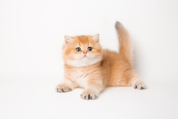 very cute little red kitten of the British breed is isolated on a white background, a golden chinchilla