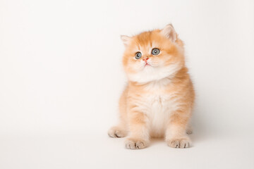 cute red cat on a white background