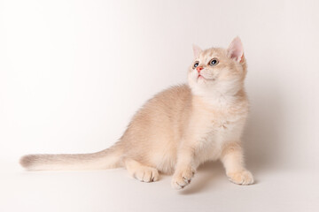 cute red cat on a white background