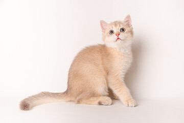 cute red cat on a white background