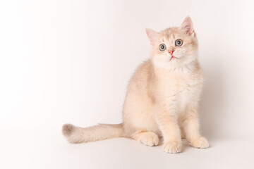 cute red cat on a white background