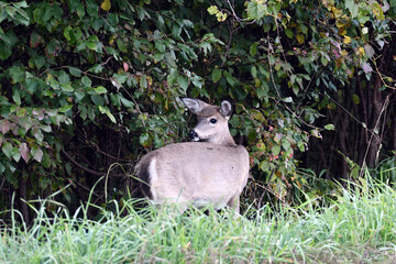 Naklejka na ściany i meble White Tailed deer graze in the ditch along a country road