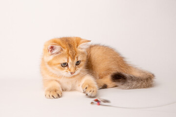 cute red cat on a white background