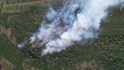 Fototapeta premium Brush and Pin Trees Landscape Burning with Flame and Smoke