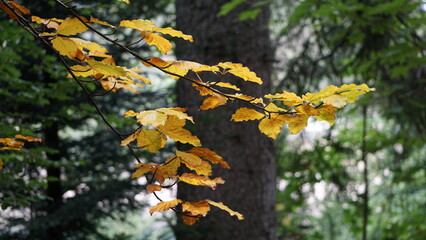 autumn leaves on the hiking trail next to the beautiful Lac Noir in the Vosges in the Departement Haut-Rhin of the region Grand Est Alsace in France in the month of September 2022