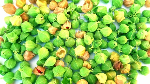 Ashwagandha fruits herbal medicine. Withania somnifera plant known as Ashwagandha. Indian ginseng herbs, poison gooseberry, or winter cherry. It help for body stress. Immunity booster plant.