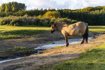 Wild horses in the fields in Wassenaar The Netherlands.