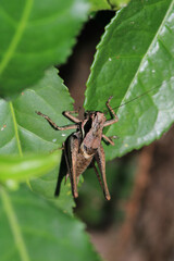 dark bush cricket grasshopper insect macro photo
