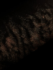 Czarna pantera tło © Monika Janiak-Klicha