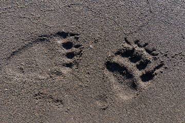 Animal footprint on the wooden surface of a bear - obrazy, fototapety, plakaty